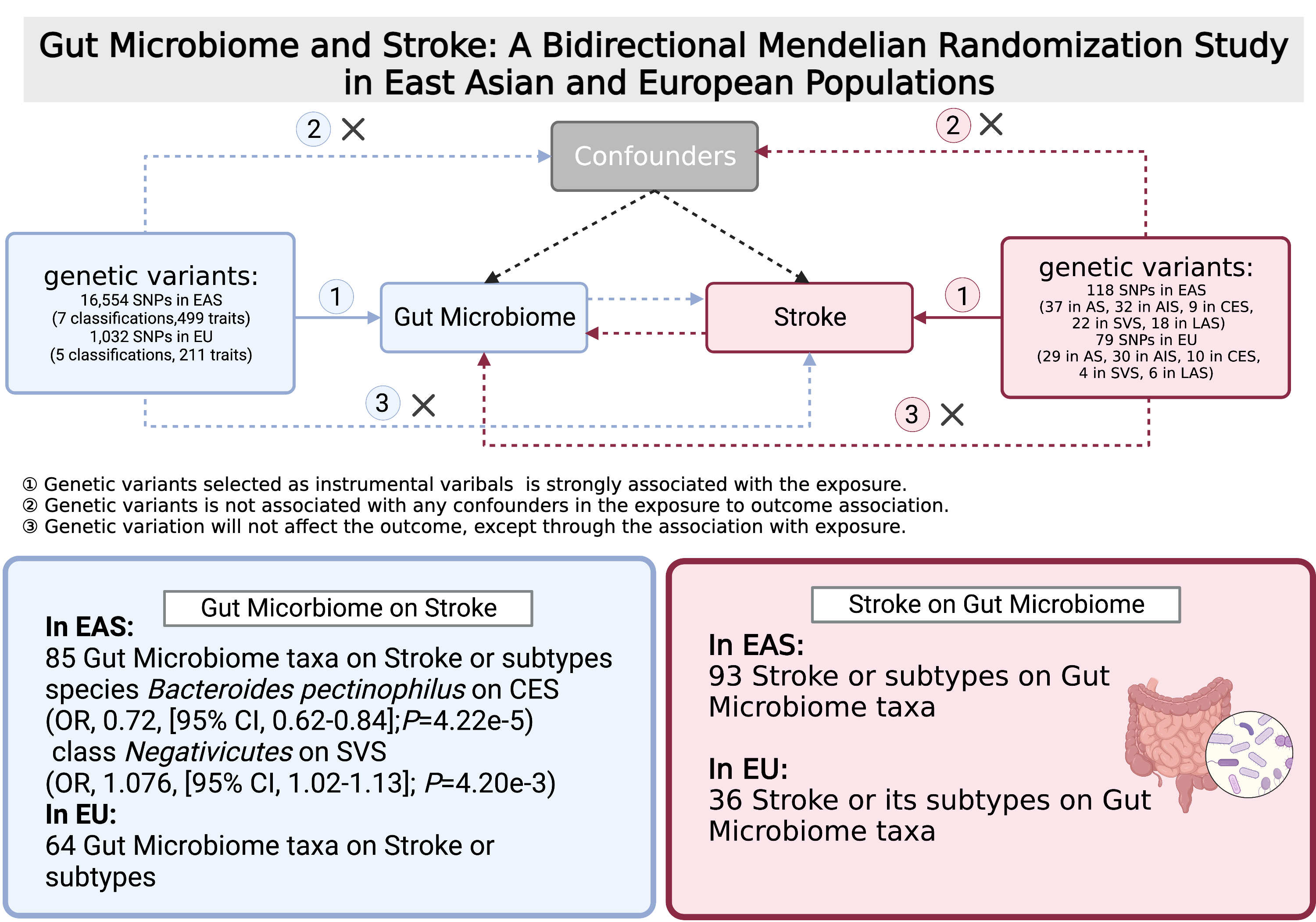 Gut Microbiome and Stroke: A Bidirectional Mendelian Randomization ...